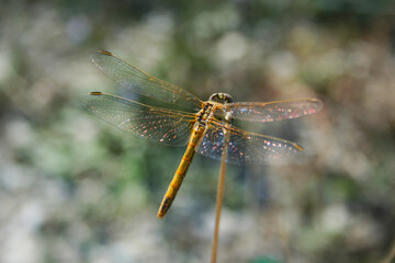 a dragonfly sitting on a branch