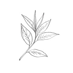 Green Tea Leaves Camellia Sinensis Line Art Drawing Black and White