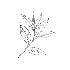Green Tea Leaves Camellia Sinensis Line Art Drawing Black and White