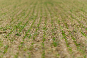 literally shallow depth of field