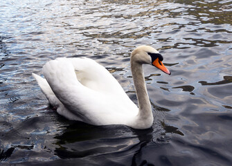Naklejka premium swan on the lake
