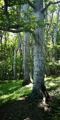 Alte Buchenwälder im Nationalpark Jasmund