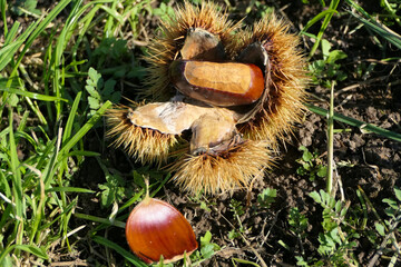 Ripe chestnuts with edible fruit and prickly skin fallen from the tree to the ground
