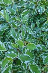 Green branches and leaves of a houseplant, background.