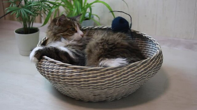 An adult, happy and lazy cat. Brown color, fluffy. He lies in the basket and yawns. Washes his face with his tongue. The cat is in the basket. A lazy cat. 