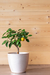 Houseplant Tangerine tree with small young green fruits in a pot. Bonsai