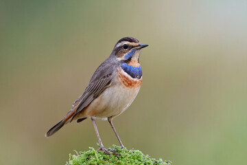 male of bluethroat (luscinia svecica) beautiful little migrant bird to Asia, standing expose on green moss pole to sunset