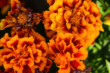 View of the beautiful blooming marigolds in the garden.