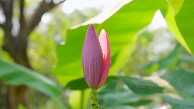 Close Up of Pink Blossom Banana Flower or Musa ornata Roxb in Outdoor Green Garden in Thailand. Beautiful Blooming Flower with Tropical Greenery and Leaf on Background