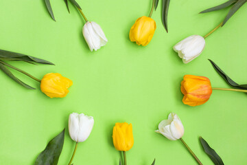White and yellow tulips flowers on green background.