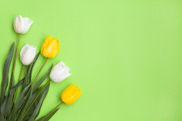 White and yellow tulips flowers on green background.