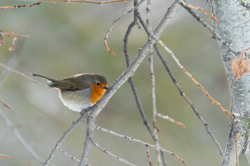 European robin (Erithacus rubecula)