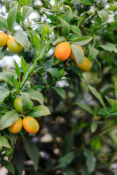 Kumquat fruits on the tree branch