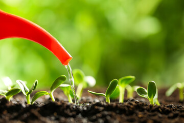 Watering small green seedling in soil, closeup