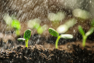 Sprinkling water on green seedlings growing in soil, closeup