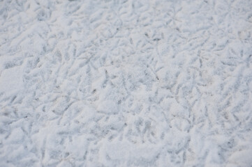 bird tracks in the snow