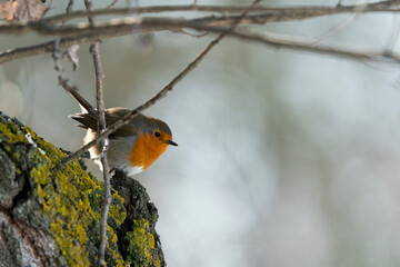 European robin (Erithacus rubecula)