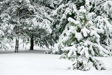 Evergreen spruce trees covered with fresh snow. Winter background.