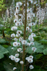 Weisse Pestwurz, Petasites albus