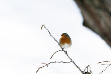 European robin (Erithacus rubecula)