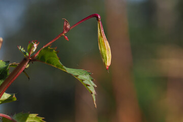 Frucht des Drüsigen Springkrauts