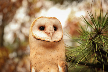 Beautiful common barn owl on tree outdoors