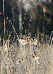 The birds of the field eat