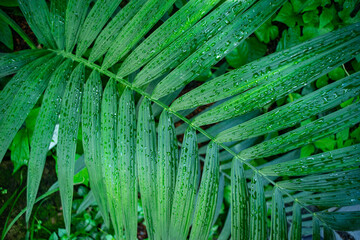 leaf with dew drops