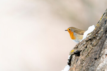 European robin (Erithacus rubecula)