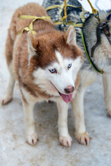 Harnessed white-brown husky dog with blue eyes
