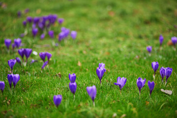 Beautiful purple crocuses in green grass