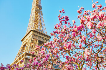 Pink magnolia tree in full bloom near the Eiffel tower in Paris