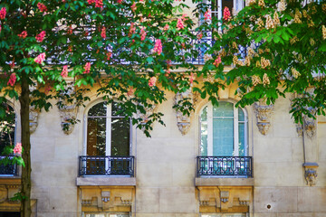 Scenic view of pink chestnuts in full bloom on a street of Paris