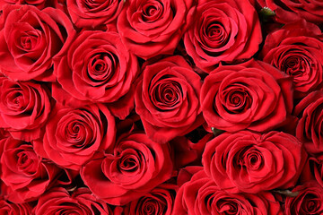 Luxury bouquet of fresh red roses as background, closeup