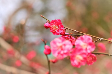 美しいピンクの梅の花