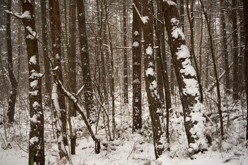 zimowe drzewa - obrazy, fototapety, plakaty