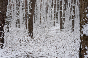 snow covered trees