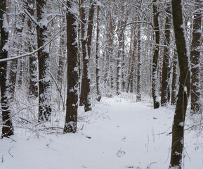 forest in winter