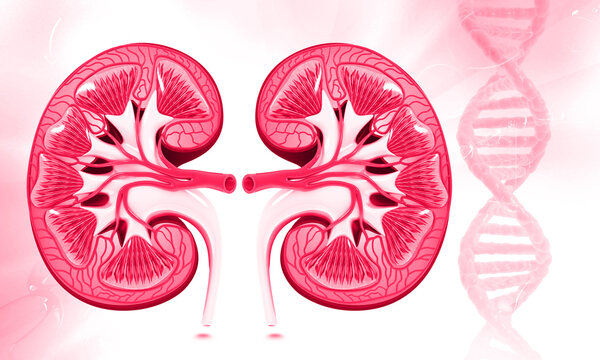 Human kidney anatomy. 3d illustration..