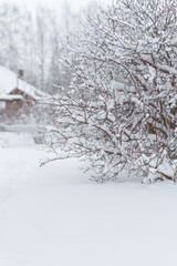 View of winter garden with fruit trees and bushes covered with snow