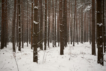 zimowe drzewa © Marcin Łazarczyk