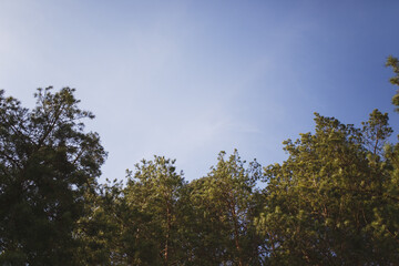 Obraz premium coniferous forest and blue sky