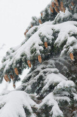 Snow covered fir- tree with cones