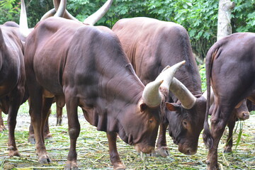 Bos primigenius taurus,  Cattle or cows, female and bulls, male, are the most common type of large domesticated ungulates.