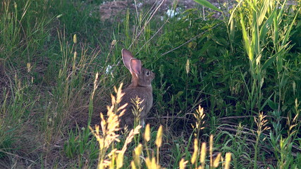 A wild rabbit eats grass. Rabbit went to the clearing in search of food