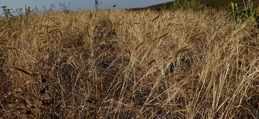 Grass flowers in the field