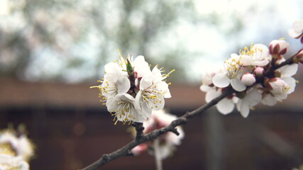 Obraz premium Fluorescent tree. Apricot tree blooms in the garden, close-up.