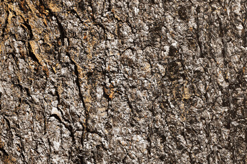 Tree bark texture. Forest moss background. Swamp environment background. Natural wood texture. Tree...