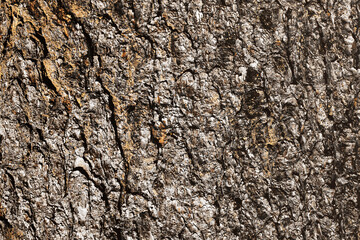 Tree bark texture. Forest moss background. Swamp environment background. Natural wood texture. Tree trunk in a forest closeup. Rustic vintage brown background.