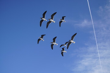 A flock of seagulls soaring above a yacht in the Red Sea against the blue sky. Winter in Egypt. January.